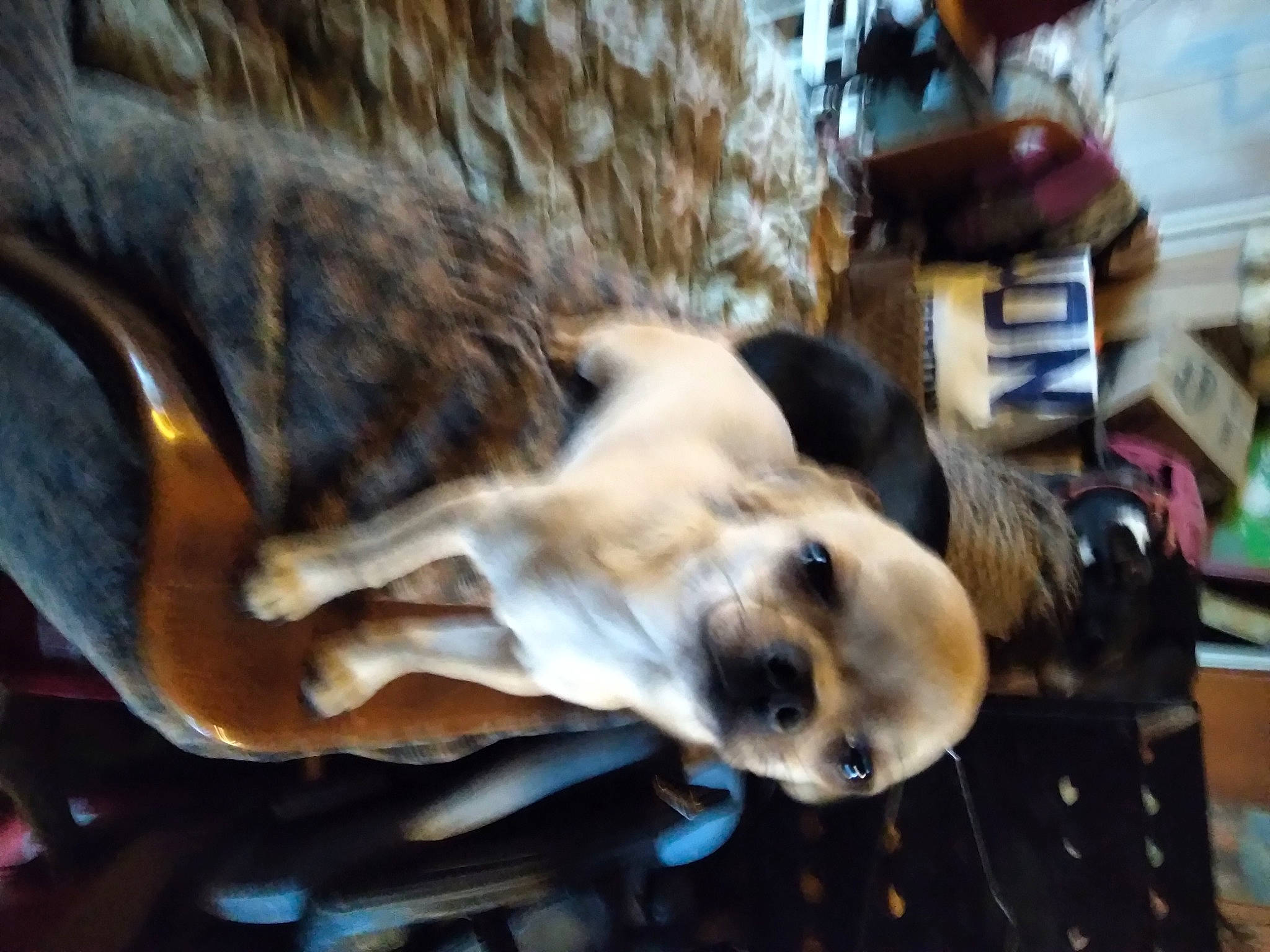 Spirou a rejoint le concours — aidez-le/la à gagner de superbes lots ! canidae, carnivore, collar, comfort, companion_dog, dog, dog_breed, dog_collar, dog_supply, fawn, fur, guard_dog, non_sporting_group, pet_supply, snout, sporting_group, whiskers, working_animal