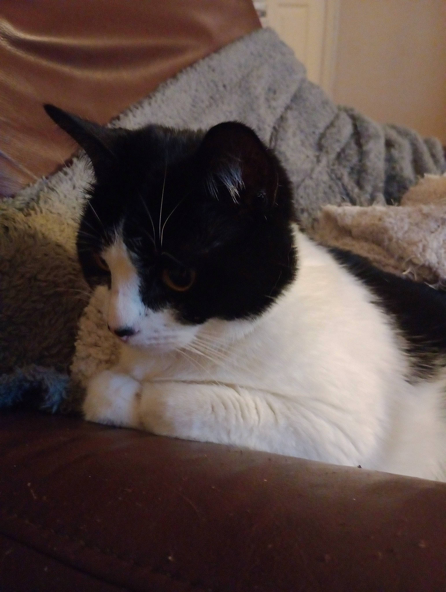 Phoebe joined the competition — help win amazing prizes! black_cat, carnivore, cat, claw, comfort, domestic_short_haired_cat, felidae, fur, hardwood, lap, linens, nap, paw, sitting, sleep, small_to_medium_sized_cats, snout, tail, whiskers, wood