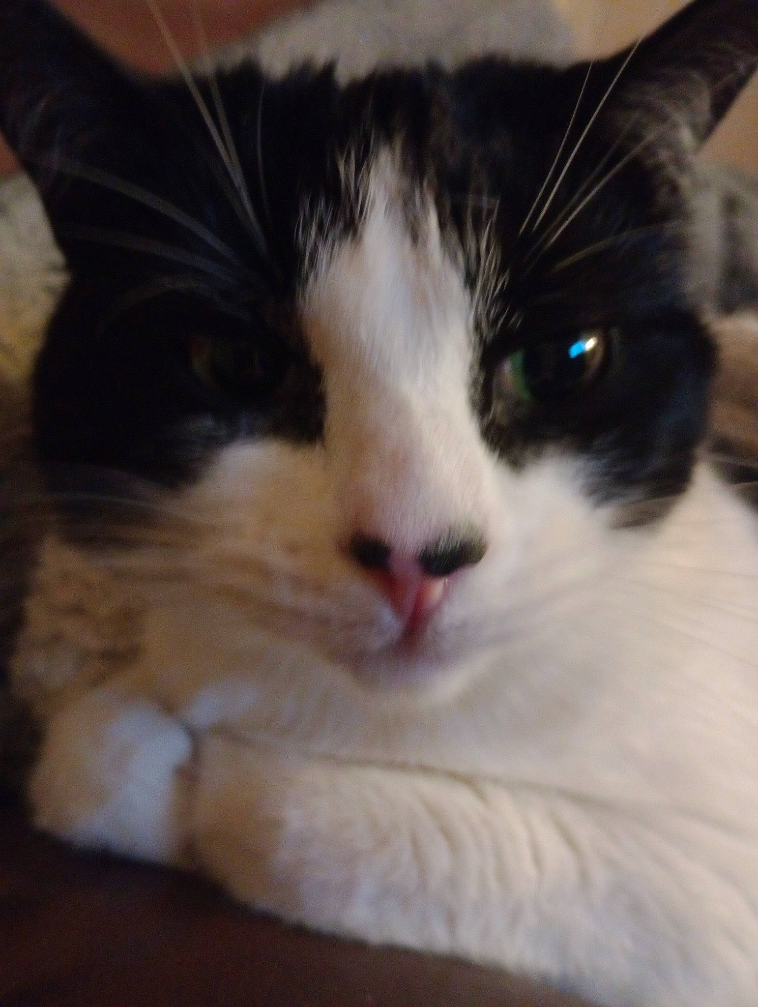 Phoebe joined the competition — help win amazing prizes! carnivore, cat, comfort, domestic_short_haired_cat, eye, felidae, fur, head, nap, paw, sleep, small_to_medium_sized_cats, snout, whiskers