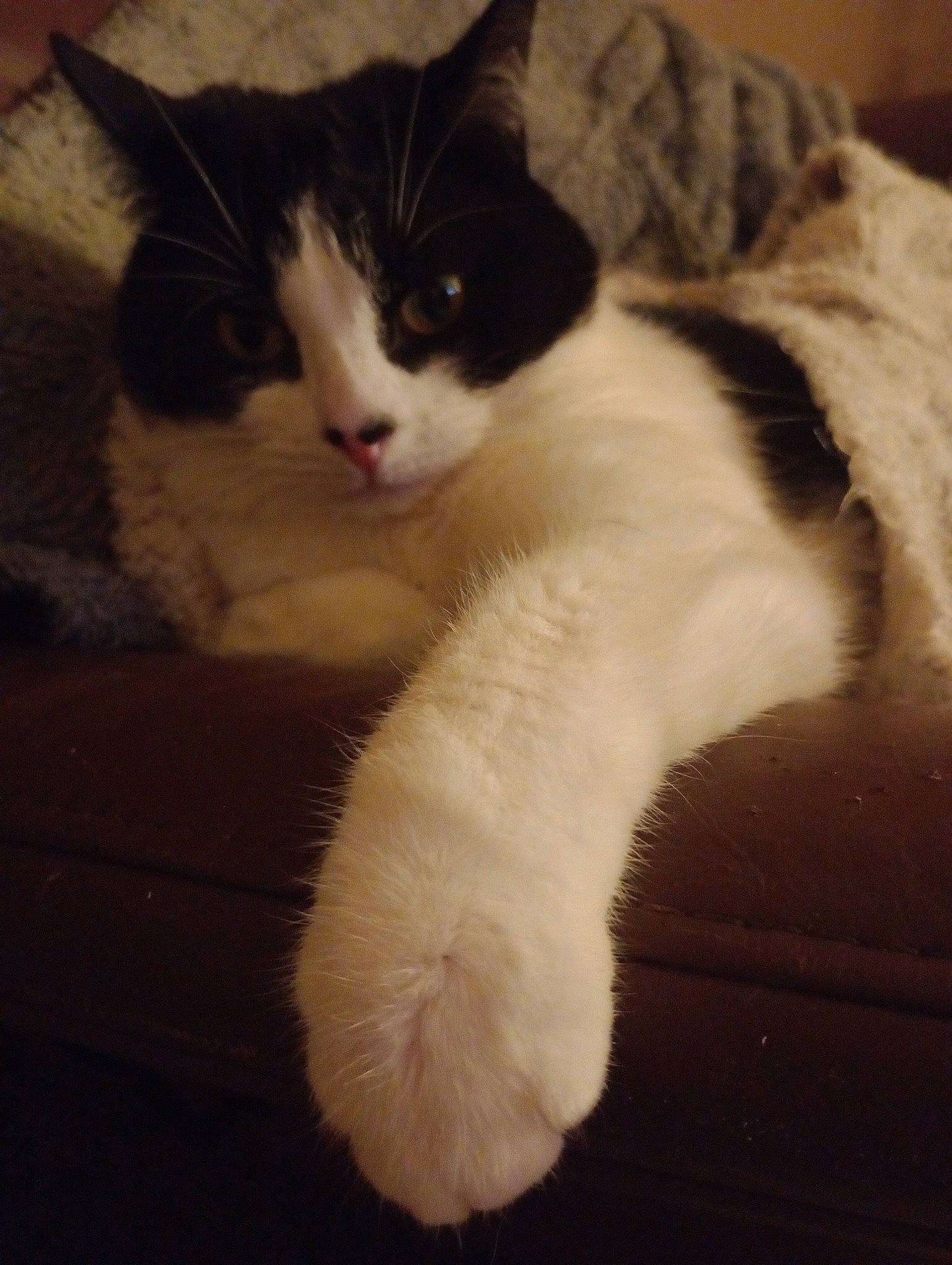 Phoebe is registered to the contest to win money with this photo: carnivore, cat, claw, comfort, domestic_short_haired_cat, eye, felidae, flooring, foot, fur, hardwood, human_leg, paw, sitting, small_to_medium_sized_cats, snout, tail, whiskers, wood