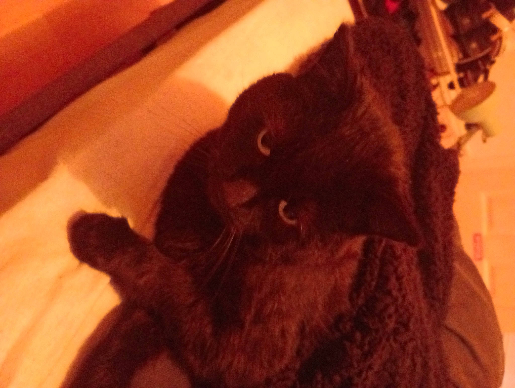 Shady is registered to the contest to win money with this photo: black_cat, bombay, brown, canidae, carnivore, cat, claw, comfort, domestic_short_haired_cat, ear, felidae, fur, hardwood, liver, small_to_medium_sized_cats, tail, terrestrial_animal, whiskers, wood