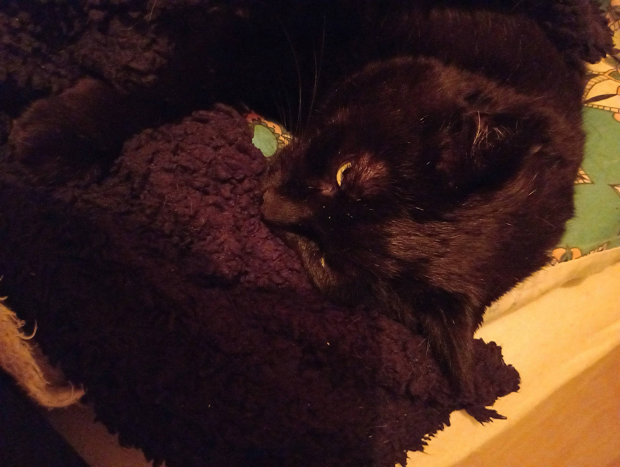 Shady joined the competition — help win amazing prizes! black_cat, bombay, carnivore, cat, claw, domestic_short_haired_cat, felidae, fur, paw, plant, small_to_medium_sized_cats, soil, tail, terrestrial_animal, tints_and_shades, tree, trunk, whiskers, wildlife, wood