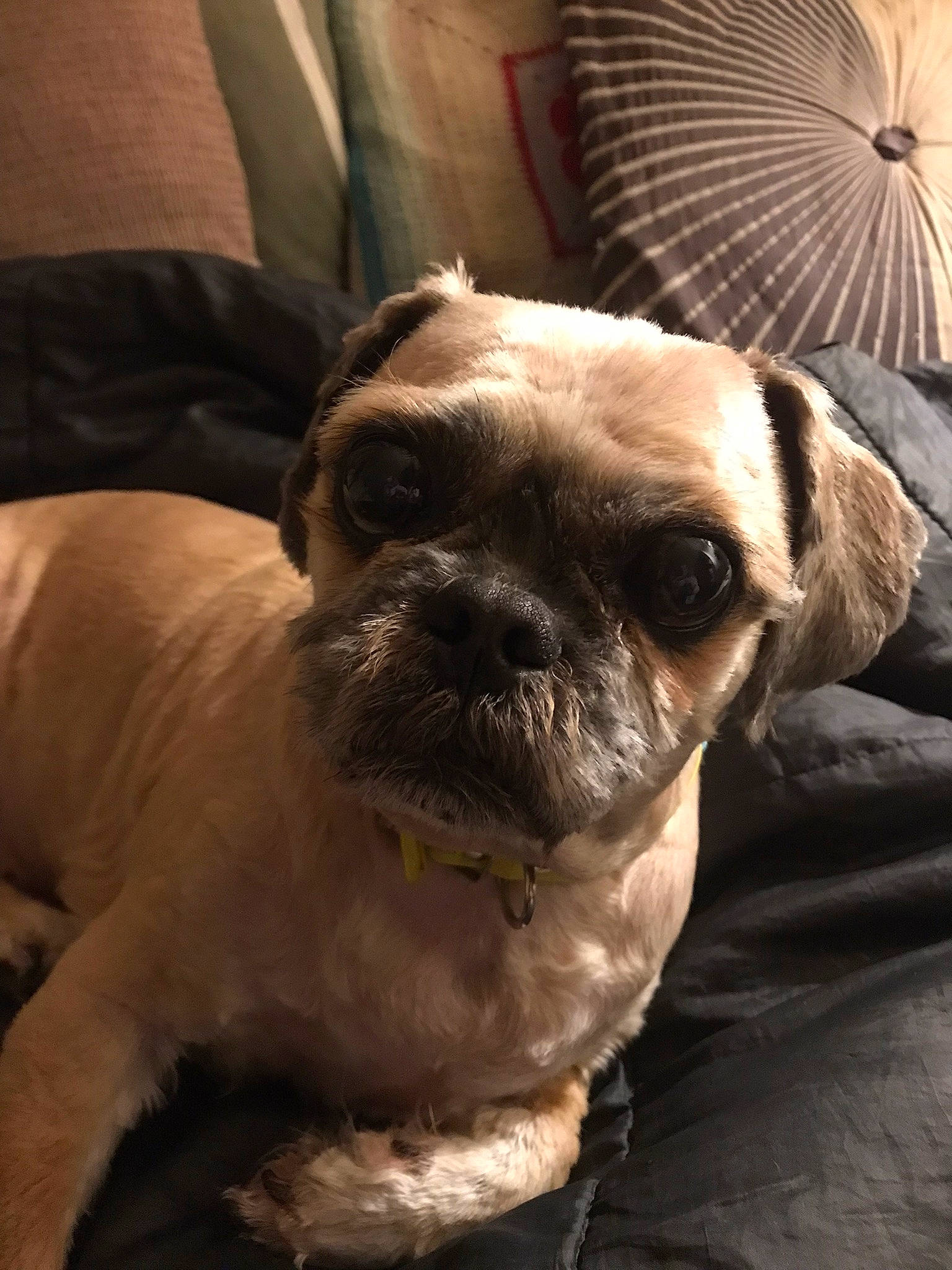 Bruce is registered to the contest to win money with this photo: bulldog, canidae, carnivore, comfort, companion_dog, dog, dog_breed, ear, fawn, fur, light, pug, snout, sporting_group, terrestrial_animal, toy_dog, umbrella, whiskers, working_animal, wrinkle