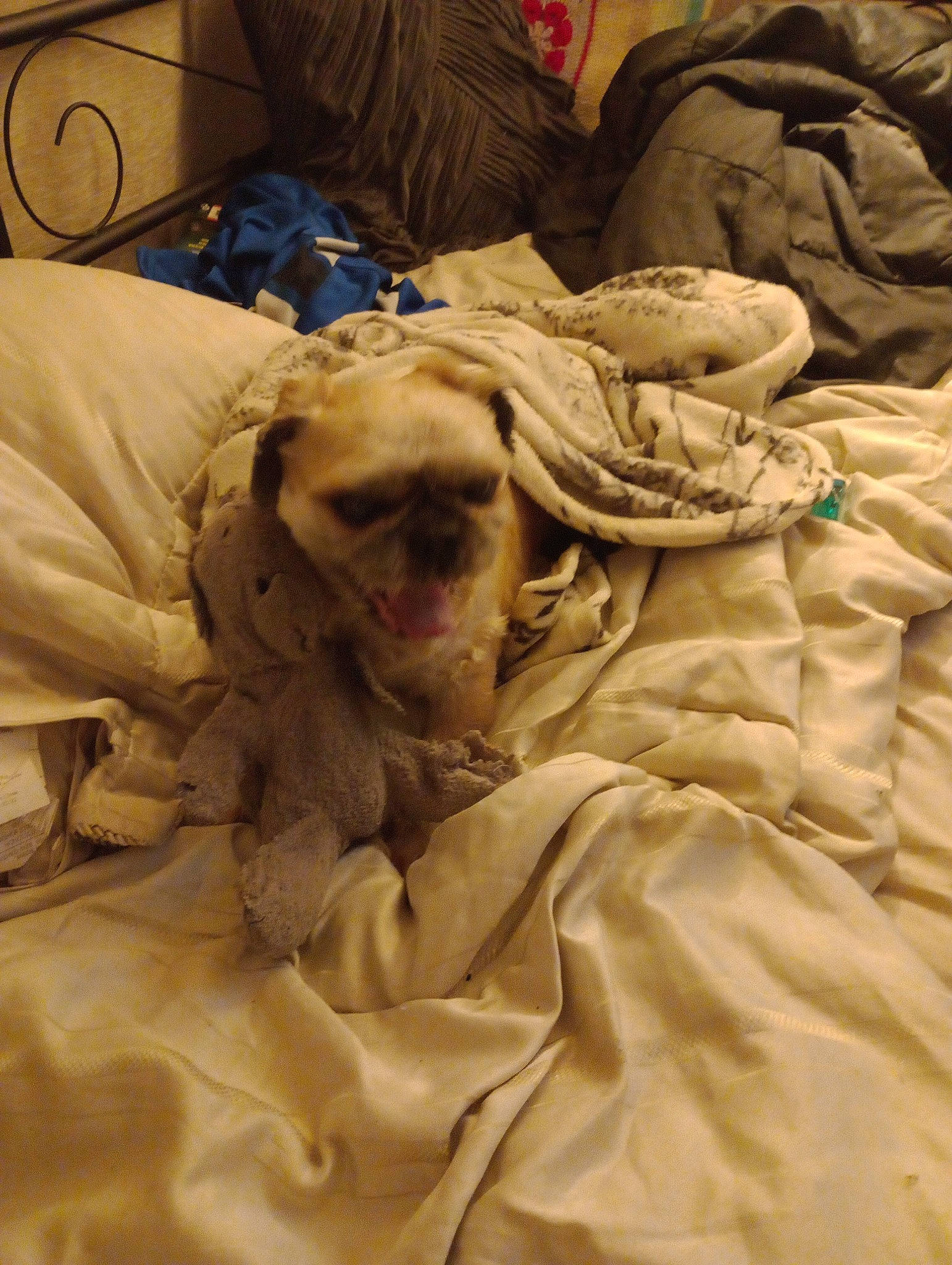 Bruce joined the competition — help win amazing prizes! bed, bed_sheet, bedding, blanket, canidae, carnivore, comfort, companion_dog, dog, dog_breed, duvet, fawn, fur, linens, room, sporting_group, textile, wood, working_animal