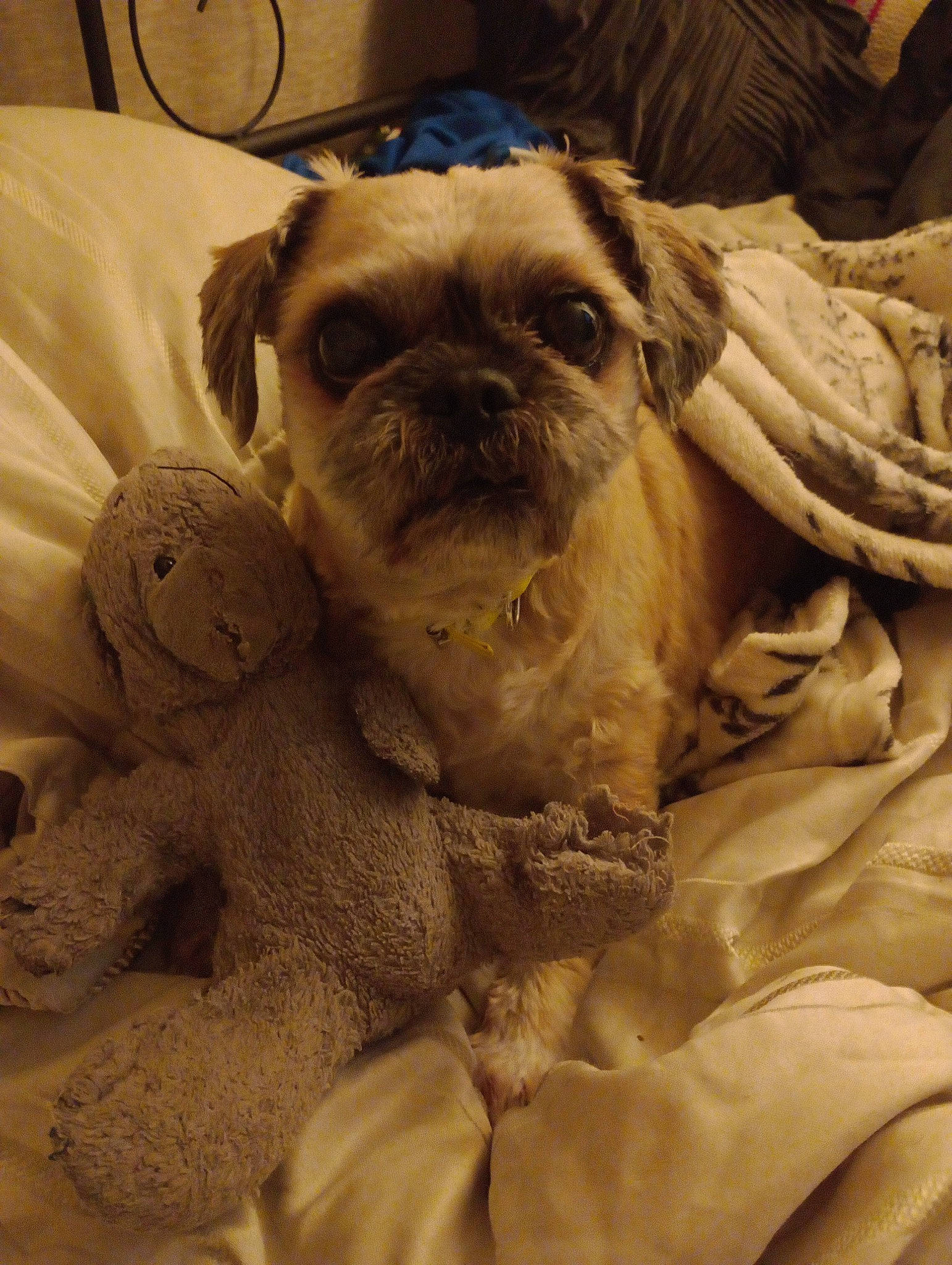 Bruce is registered to the contest to win money with this photo: bulldog, canidae, carnivore, comfort, companion_dog, dog, dog_breed, ear, fawn, fur, linens, liver, pug, snout, sporting_group, terrestrial_animal, toy_dog, whiskers, working_animal, wrinkle