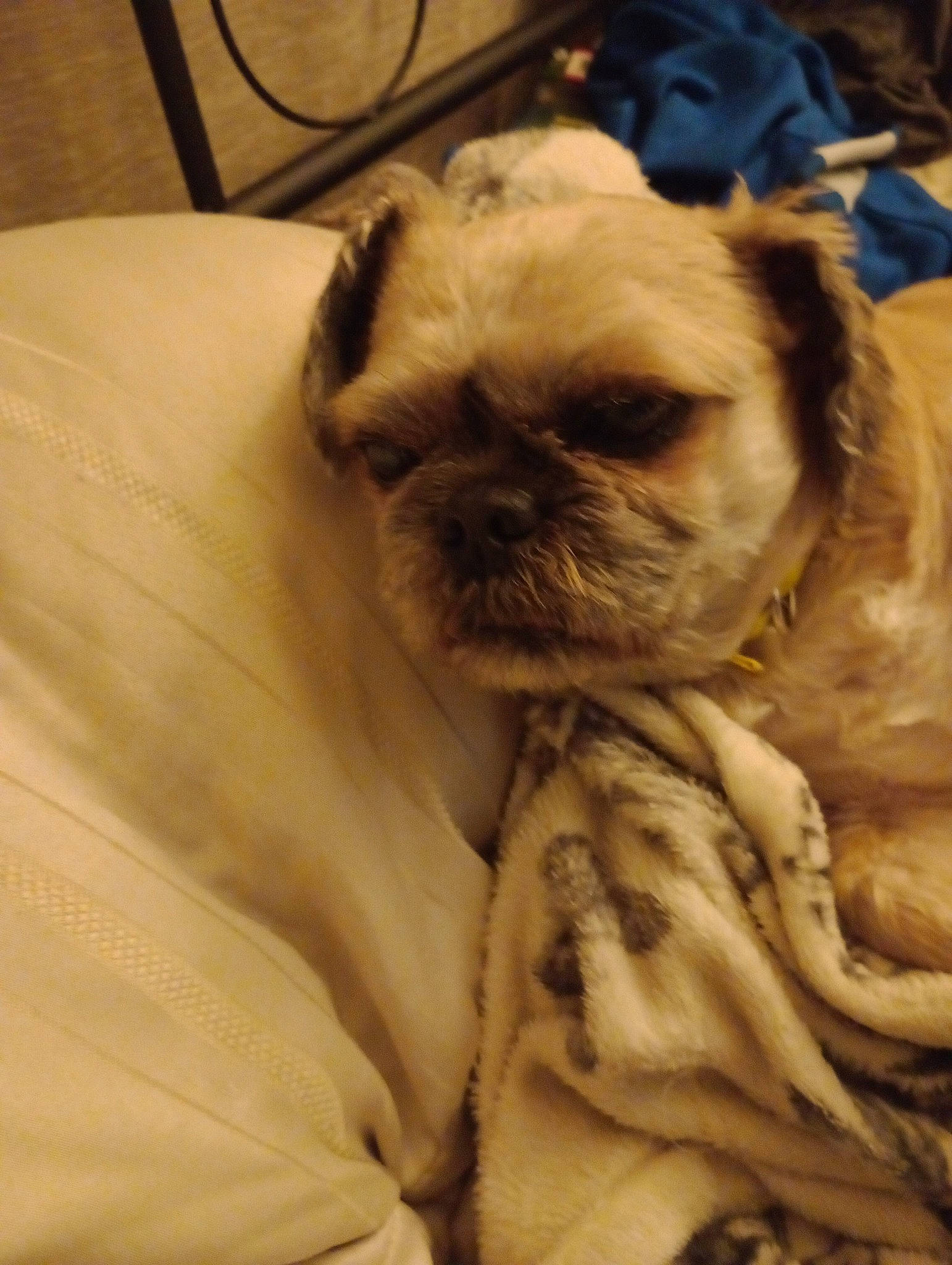 Bruce is registered to the contest to win money with this photo: canidae, carnivore, comfort, companion_dog, dog, dog_breed, ear, fawn, fur, linens, liver, plate, pug, snout, sporting_group, terrestrial_animal, toy_dog, whiskers, working_animal, wrinkle