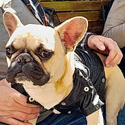 Simba participe au concours pour gagner de l'argent avec cette photo : french_bulldog, dog, pet, black_jacket, person, hand, jeans, chair, outdoor, sunlight, wooden_fence, fur, animal, canine, sitting, lap, paw, casual_clothing, daylight, relaxed