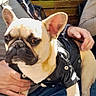 french_bulldog, dog, pet, black_jacket, person, hand, jeans, chair, outdoor, sunlight, wooden_fence, fur, animal, canine, sitting, lap, paw, casual_clothing, daylight, relaxed