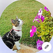 Crevette participe au concours pour gagner de l'argent avec cette photo : cat, pet, outdoor, grass, flowers, purple, white, green, curious, sitting, harness, nature, animal, garden, leaf, plant, side_view, feline, daylight, closeup