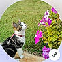 cat, pet, outdoor, grass, flowers, purple, white, green, curious, sitting, harness, nature, animal, garden, leaf, plant, side_view, feline, daylight, closeup