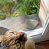 Zozo participe au concours pour gagner de l'argent avec cette photo : animal, brown, cat, closeup, curious, feline, garden, glass, green_eyes, house, looking_up, nature, outdoor, pet, plant, reflection, sunlight, tabby, whiskers, window