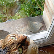 Zozo participe au concours pour gagner de l'argent avec cette photo : animal, cat, closeup, curious, face, garden, glass, grass, green_eyes, indoor, leaf, nature, outdoor, pet, plant, reflection, sunlight, tabby_cat, whiskers, window
