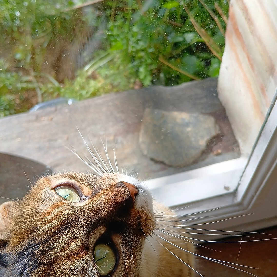 Zozo