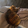 animal, blanket, cat, comfort, cozy, domestic, fur, furniture, home, indoor, peaceful, pet, quiet, relaxation, resting, sleeping, sunlight, tabby, warm, wooden_floor