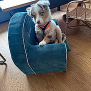 Arlo a rejoint le concours — aidez-le/la à gagner de superbes lots ! blue_eye, brown_and_white, cozy, curious, cute, dog, domestic_animal, floor, fluffy, furniture, indoor, living_room, pet_chair, pet_harness, puppy, rattan_chair, small_dog, table, wooden_floor, young_dog