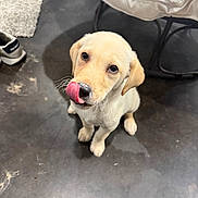 Cooper joined the competition — help win amazing prizes! dog, puppy, labrador, yellow_labrador, tongue, licking, paw, whiskers, brown_eyes, looking_up, close_up, indoor, concrete_floor, rug, shoe, chair, cushion, pet, adorable, floor_stain