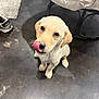 dog, puppy, labrador, yellow_labrador, tongue, licking, paw, whiskers, brown_eyes, looking_up, close_up, indoor, concrete_floor, rug, shoe, chair, cushion, pet, adorable, floor_stain