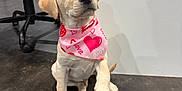 Cooper is registered to the contest to win money with this photo: dog, puppy, labrador_puppy, bandana, pink_bandana, heart_pattern, indoor, chair, office_chair, sitting, paw, adorable, looking_up, portrait, pet, domestic_animal, playful, shiny_eyes, concrete_floor, white_wall