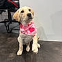 dog, puppy, labrador_puppy, bandana, pink_bandana, heart_pattern, indoor, chair, office_chair, sitting, paw, adorable, looking_up, portrait, pet, domestic_animal, playful, shiny_eyes, concrete_floor, white_wall