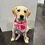 Cooper joined the competition — help win amazing prizes! dog, puppy, labrador_retriever, bandana, pink_bandana, hearts, valentines_bandana, sitting, paws, big_eyes, nose, cute, indoor, kitchen, tile_floor, countertop, white_wall, looking_at_camera, portrait, domestic_animal