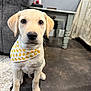 Cooper is registered to the contest to win money with this photo: puppy, dog, labrador_retriever, yellow_bandana, duck_pattern, sitting, front_paws, big_eyes, wet_nose, indoor, rug, sofa, side_table, gray_wall, floor, adorable, portrait, pet, light_fur, attentive_gaze