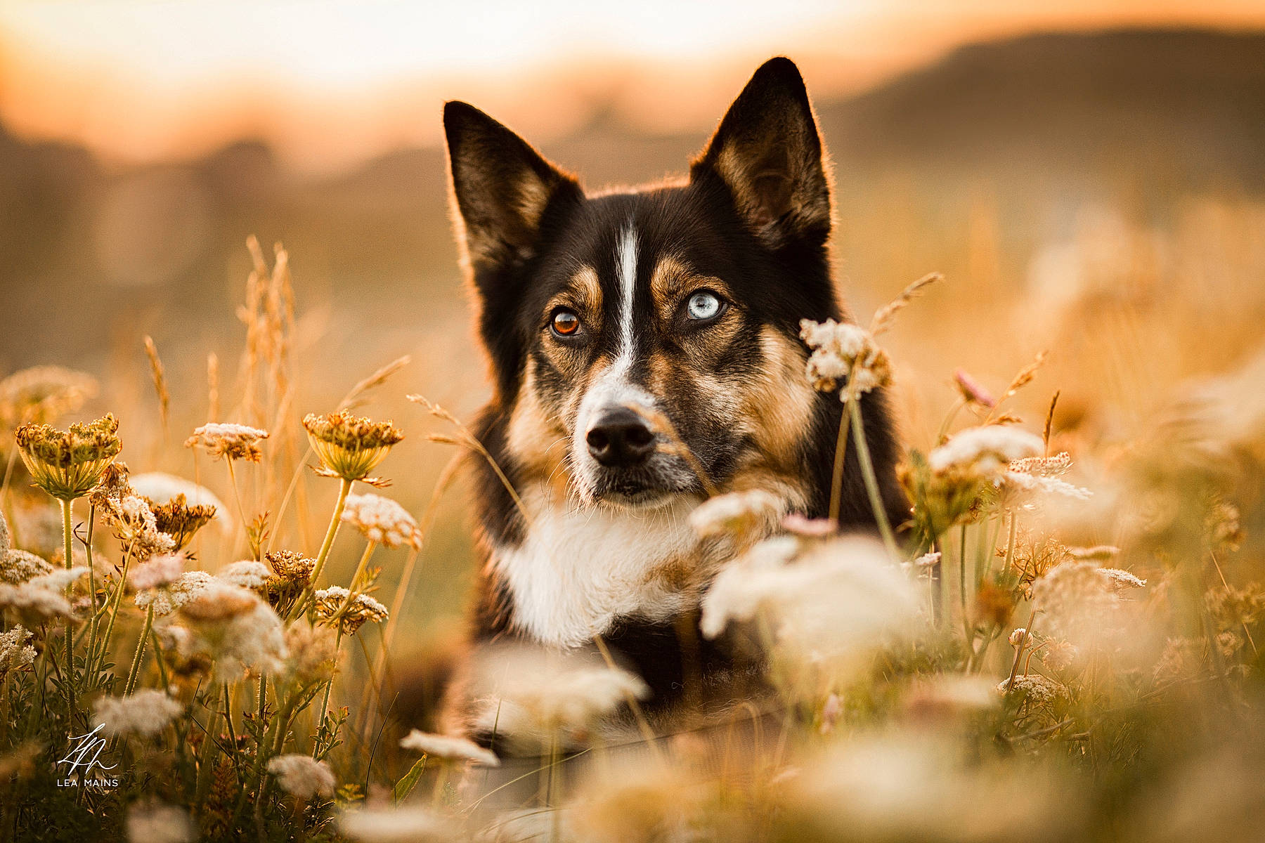 Jackpot participe au concours pour gagner de l'argent avec cette photo : art, canidae, carnivore, companion_dog, dog, dog_breed, fawn, flash_photography, flower, grass, grassland, happy, landscape, natural_landscape, people_in_nature, plant, sky, sporting_group, tree, window