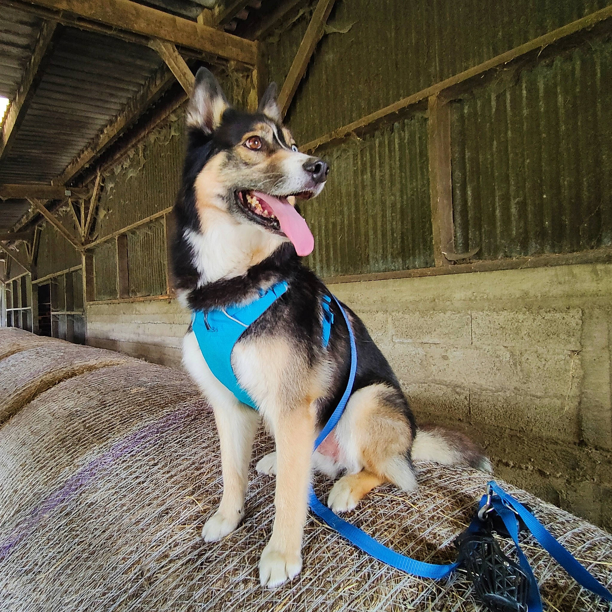 Jackpot participe au concours pour gagner de l'argent avec cette photo : carnivore, collar, companion_dog, dog, dog_breed, dog_collar, dog_supply, electric_blue, fashion_accessory, fawn, fence, fur, leash, pet_supply, sled_dog, snout, sporting_group, tail, vehicle, working_animal