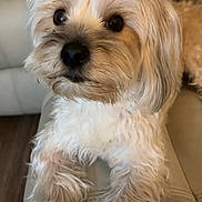 Lola joined the competition — help win amazing prizes! dog, pet, indoor, couch, fur, cute, animal, canine, relaxed, home, leather, small_dog, whiskers, brown_eyes, mammal, friendly, companion, domestic, cozy, curious