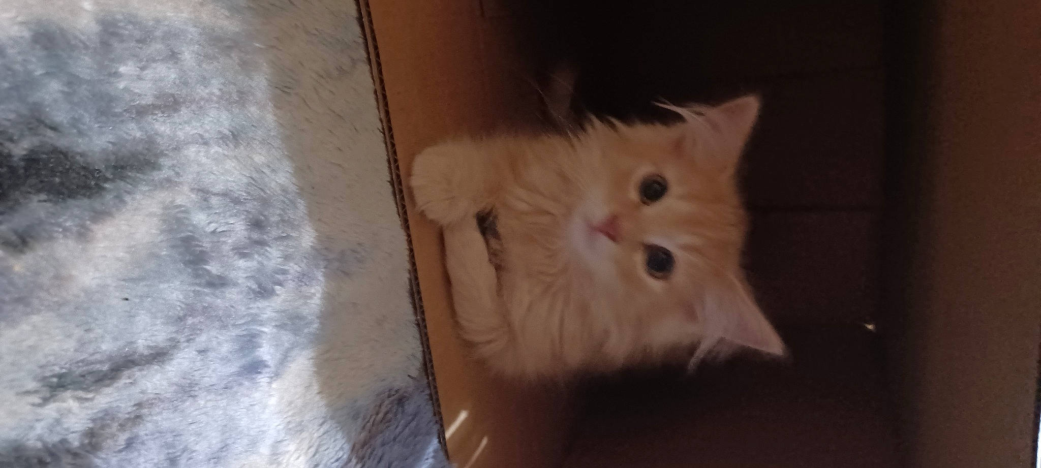 Pumpkin is registered to the contest to win money with this photo: box, cardboard, carnivore, cat, domestic_short_haired_cat, ear, fawn, felidae, flooring, fur, hardwood, paw, room, small_to_medium_sized_cats, snout, tail, whiskers, wood