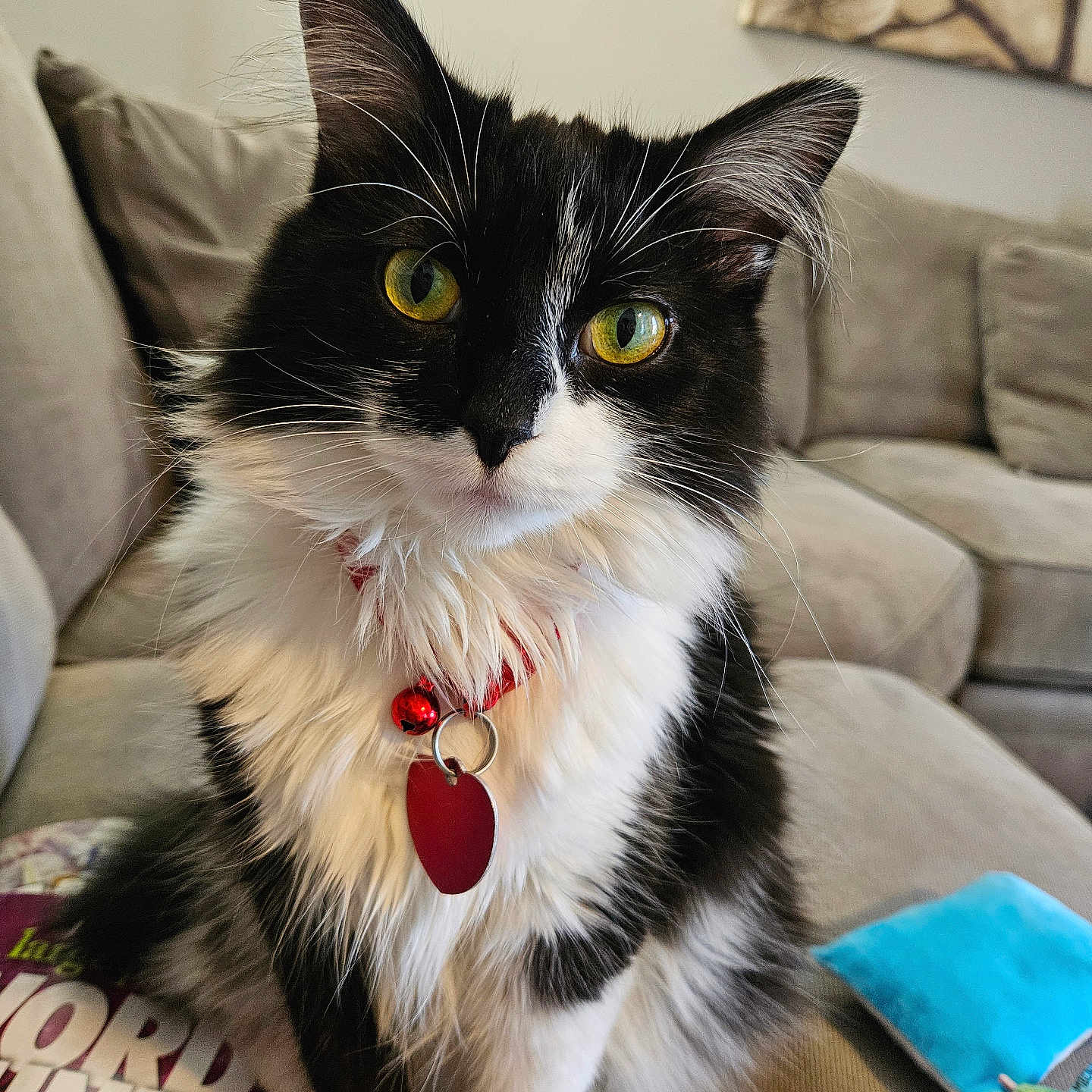 Ella is registered to the contest to win money with this photo: bell, black_and_white, cat, close_up, collar, couch, cute, feline, fluffy, fur, indoor, living_room, pet, pillow, sitting, sofa, tag, wall_art, whiskers, yellow_eyes