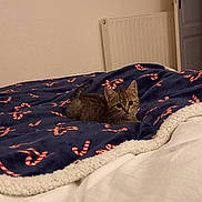 Aslane participe au concours pour gagner de l'argent avec cette photo : kitten, cat, bed, blanket, candy_cane_pattern, cozy, indoor, radiator, door, sheet, fur, whiskers, looking_at_camera, pet, domestic_cat, close_up, sleeping_area, textile, pattern, brown_tabby