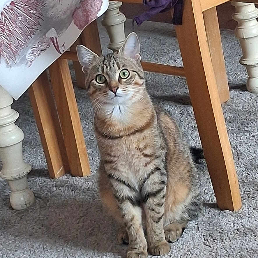 Aslane participe au concours pour gagner de l'argent avec cette photo : carpet, cat, chair, curious, cushion, fur, furniture, green_eyes, home_interior, indoor, paws, pet, portrait, sitting, tabby_cat, table, tablecloth, whiskers, wooden_chair, wooden_floor
