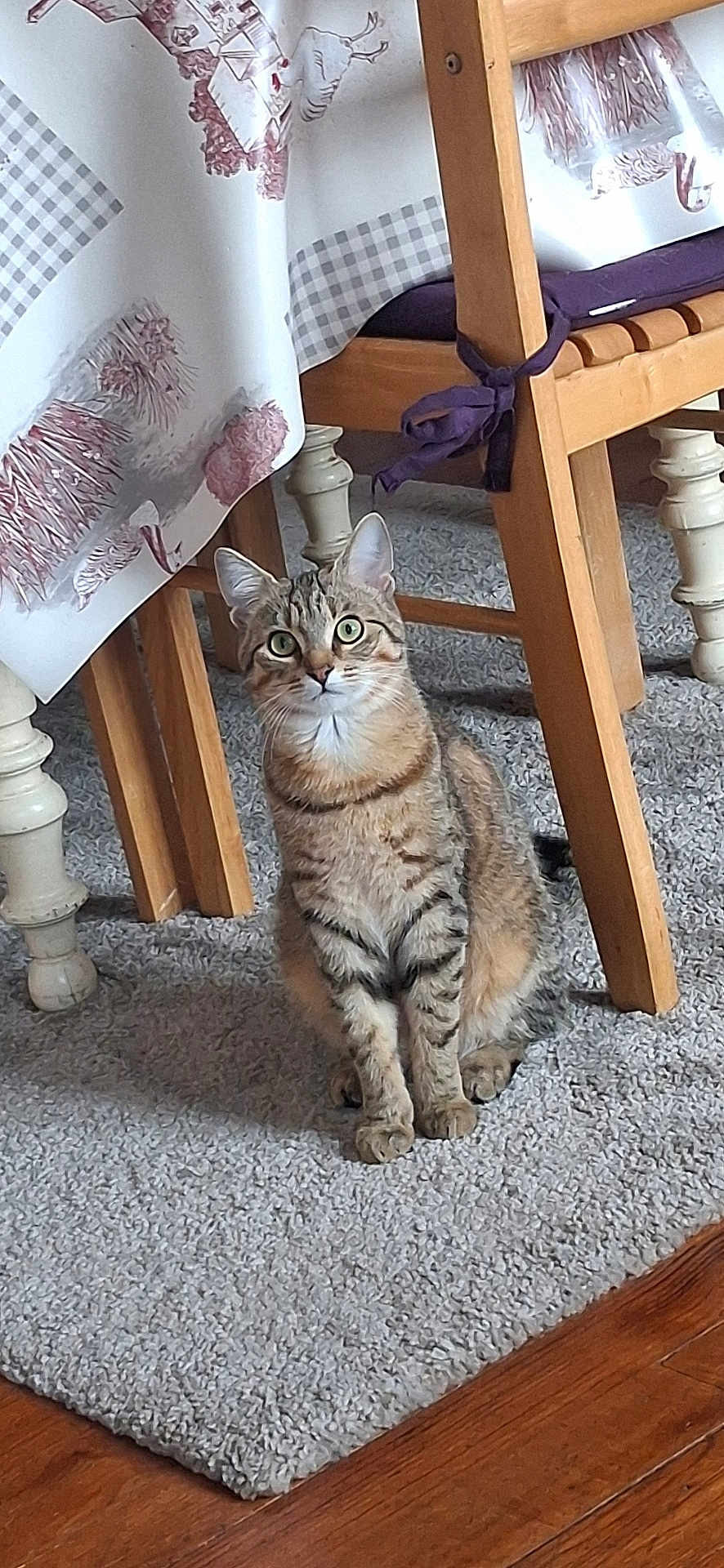 Aslane participe au concours pour gagner de l'argent avec cette photo : cat, tabby_cat, pet, indoor, carpet, chair, table, tablecloth, wooden_chair, cushion, wooden_floor, curious, sitting, whiskers, paws, green_eyes, fur, furniture, home_interior, portrait