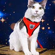 Vegas participe au concours pour gagner de l'argent avec cette photo : cat, white_cat, gray_cat, orange_harness, pet, animal, wooden_chest, feline, sitting, curious, portrait, studio_photo, starry_background, night_sky, indoor, closeup, whiskers, fur, bright_eyes, leash