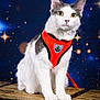 cat, white_cat, gray_cat, orange_harness, pet, animal, wooden_chest, feline, sitting, curious, portrait, studio_photo, starry_background, night_sky, indoor, closeup, whiskers, fur, bright_eyes, leash