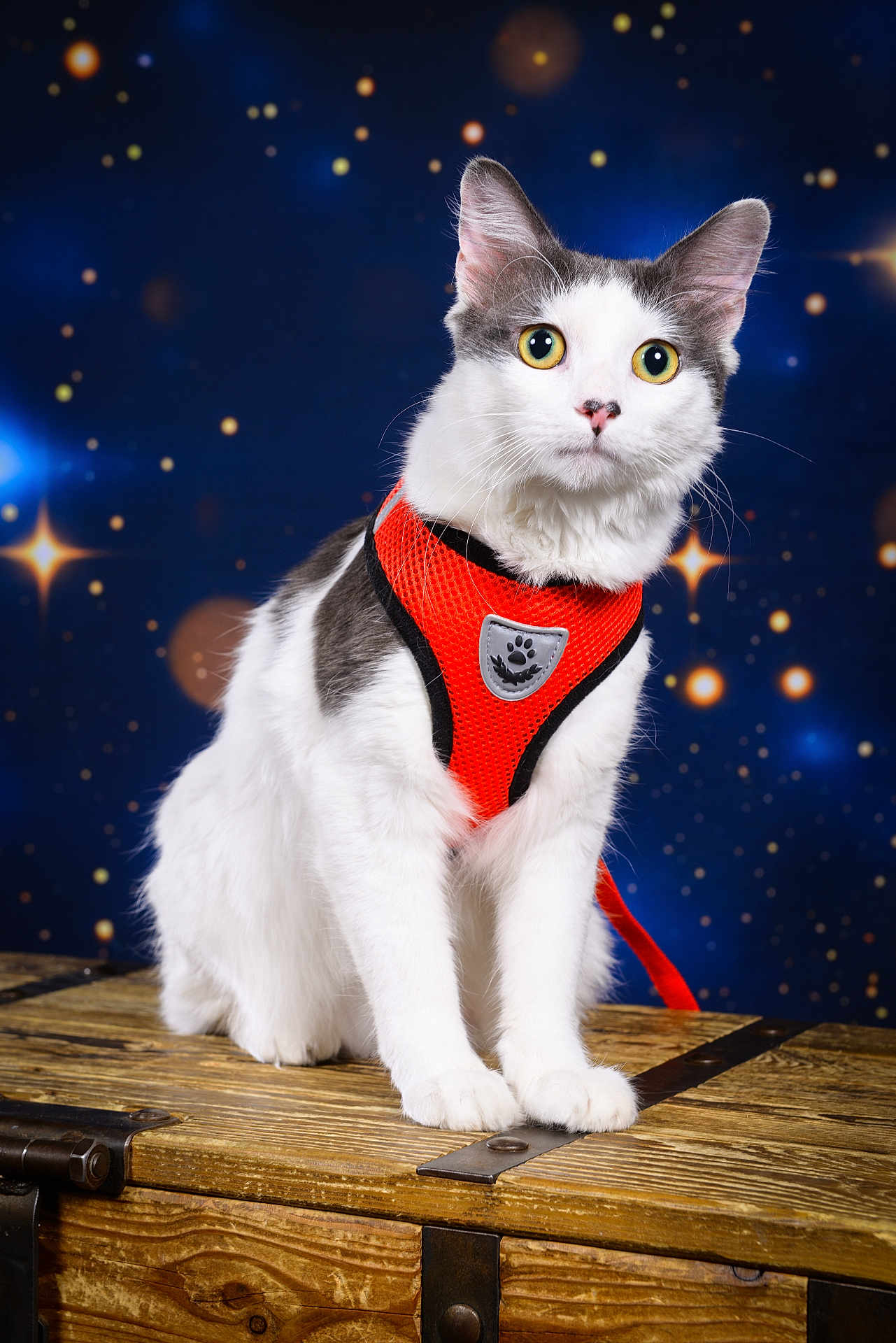 Vegas participe au concours pour gagner de l'argent avec cette photo : cat, white_cat, gray_cat, orange_harness, pet, animal, wooden_chest, feline, sitting, curious, portrait, studio_photo, starry_background, night_sky, indoor, closeup, whiskers, fur, bright_eyes, leash