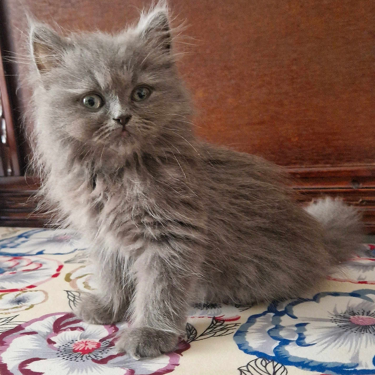 Moka participe au concours pour gagner de l'argent avec cette photo : animal, cat, colorful, curious, cute, ears, eyes, feline, fluffy, grey_fur, indoor, kitten, paw, pet, portrait, sitting, soft, tablecloth, whiskers, young