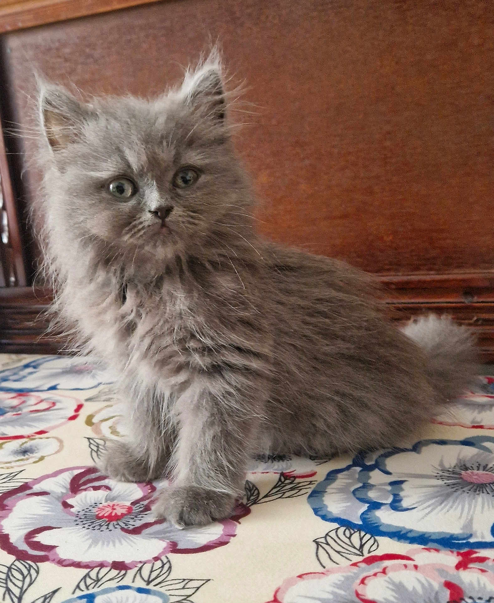 Moka participe au concours pour gagner de l'argent avec cette photo : kitten, cat, grey_fur, fluffy, cute, pet, animal, indoor, curious, sitting, portrait, young, feline, whiskers, ears, eyes, paw, soft, tablecloth, colorful