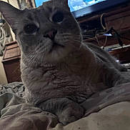 Jasmine is registered to the contest to win money with this photo: cat, close_up, indoor, bed, furniture, relaxed, pet, animal, whiskers, face, paw, curious, cozy, blanket, television, room, wood, soft_lighting, domestic, sleepy