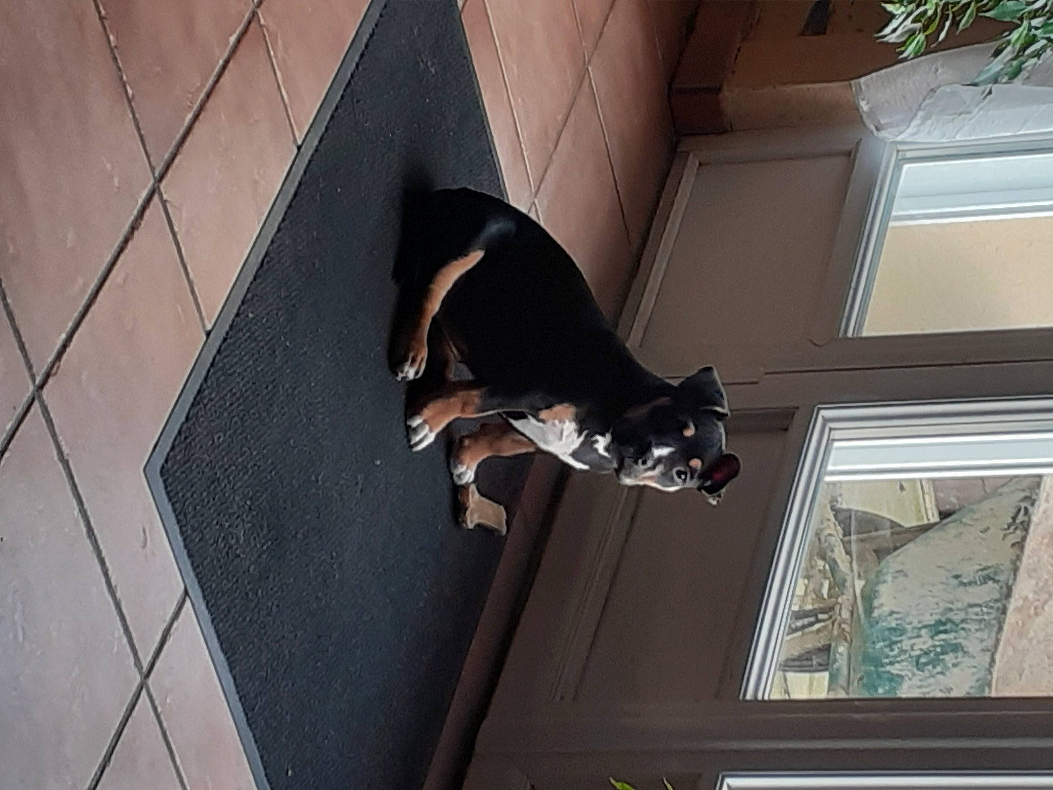 Perle participe au concours pour gagner de l'argent avec cette photo : canidae, carnivore, cat, felidae, small_to_medium_sized_cats, tail, window