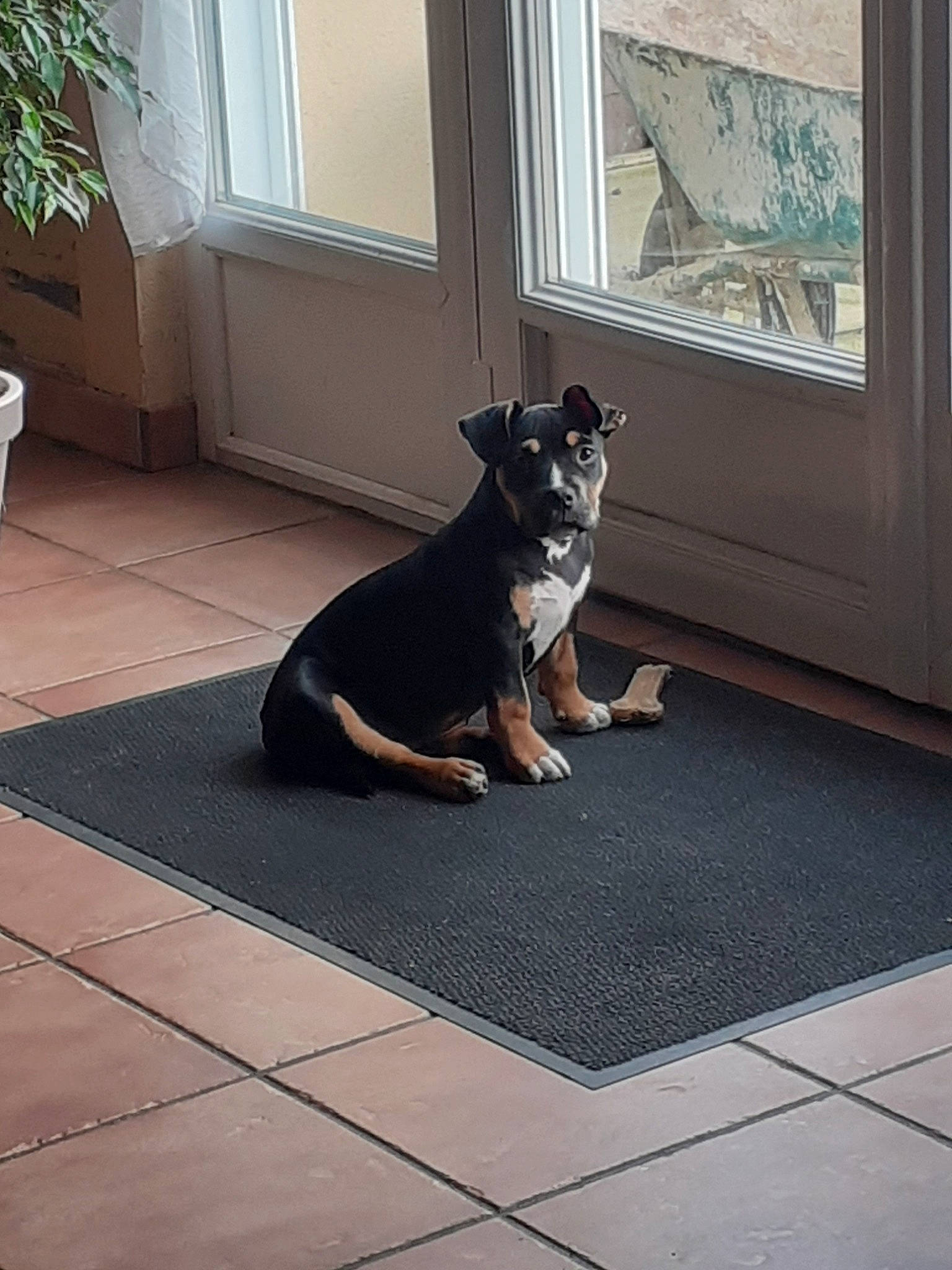 Perle a rejoint le concours — aidez-le/la à gagner de superbes lots ! canidae, carnivore, companion_dog, dog, dog_breed, english_toy_terrier, floor, flooring, german_pinscher, guard_dog, mammal, manchester_terrier, miniature_pinscher, pinscher, tail, vertebrate