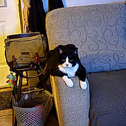 Loki is registered to the contest to win money with this photo: cat, black_and_white_cat, couch, armrest, bag, chair, toy, laundry_basket, indoor, floor_tile, furniture, pet, animal, resting, looking, curious, cozy, patterned, door, hanging_clothes
