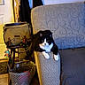 animal, armrest, bag, black_and_white_cat, cat, chair, couch, cozy, curious, door, floor_tile, furniture, hanging_clothes, indoor, laundry_basket, looking, patterned, pet, resting, toy