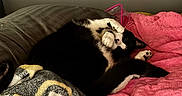 Loki joined the competition — help win amazing prizes! animal, bed, black_and_white, blanket, cat, comfort, cozy, cute, domestic, feline, fur, gray_blanket, indoor, paw, pet, pink_blanket, relaxing, resting, sleepy, whiskers
