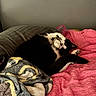 Loki joined the competition — help win amazing prizes! cat, black_and_white, pet, bed, blanket, pink_blanket, gray_blanket, cozy, indoor, feline, paw, resting, cute, animal, fur, relaxing, sleepy, domestic, whiskers, comfort
