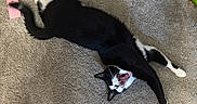 Loki joined the competition — help win amazing prizes! cat, black_and_white, stretching, carpet, toy, playful, mouth_open, pet, indoor, animal, feline, relaxing, paw, whiskers, claws, colorful, floor, domestic, cute, yawning