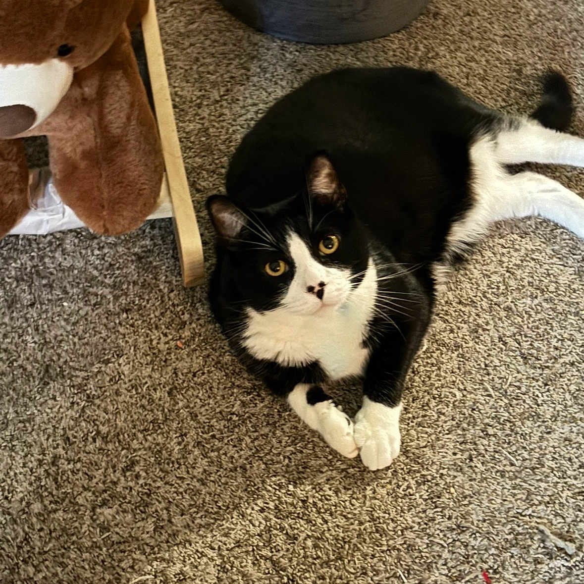 Loki