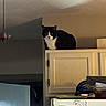 Loki is registered to the contest to win money with this photo: cat, black_and_white_cat, kitchen, cabinet, refrigerator, drawing, paper, door, indoor, furniture, animal, pet, curious, perched, shadow, light, wall, ceiling, household, domestic