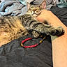 Stella joined the competition — help win amazing prizes! affection, arm, bed, blanket, cat, closeup, comfort, cute, domestic_animal, feline, fur, human_hand, indoor, paw, person, pet, relaxation, resting, sleeping, tabby