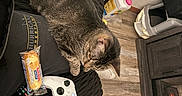 Stella joined the competition — help win amazing prizes! bed, blanket, cat, cozy, electronics, fireplace, flooring, furniture, gaming, indoor, mirror, pet, relaxing, remote_control, room, snack, tabby_cat, twinkies, wood_floor, xbox_controller